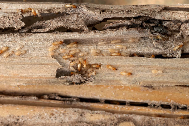 Best Wildlife Control Services  in Westover, AL